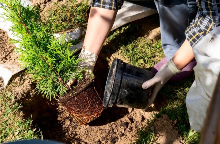 Sezonowe porządki w ogrodzie – co zrobić w sierpniu i we wrześniu?