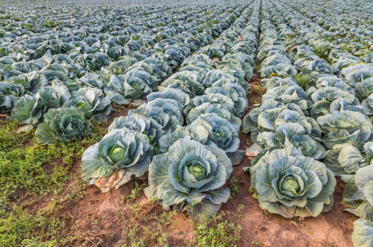 Nawożenie kapusty
